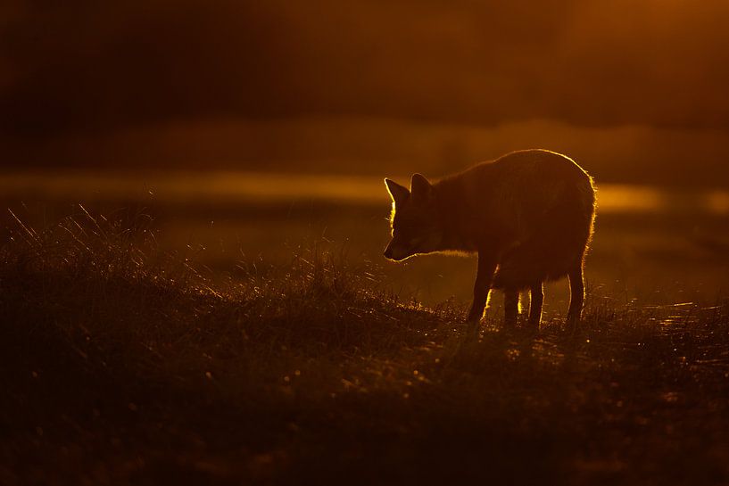 Sunset by Pim Leijen