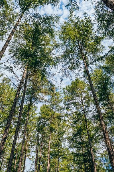 Door de bomen het bos zien | Boswachterij Gieten - Borger van Wandeldingen