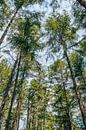 Den Wald vor lauter Bäumen nicht sehen | Boswachterij Gieten - Borger von Wandeldingen Miniaturansicht