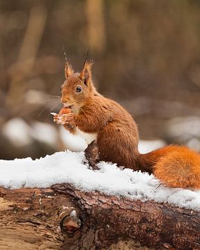 Écureuil dans la neige sur Stuart De vries