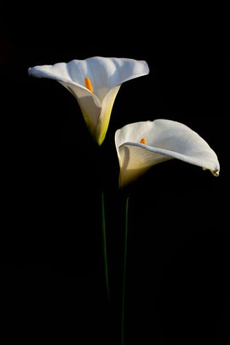 Twee bloemen van Zantedeschia aethiopica of Calla