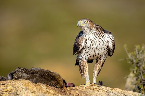 Habichtsadler (Aquila fasciata)