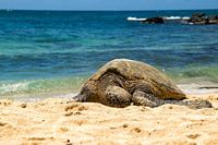 Hawaiiaanse groene zeeschildpad