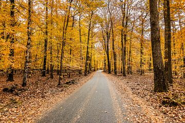 Herbst auf der Veluwe von Harry Schuitemaker