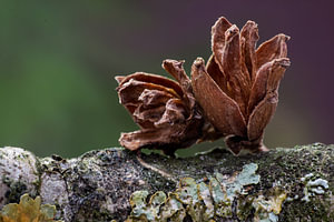 natur-kunst III