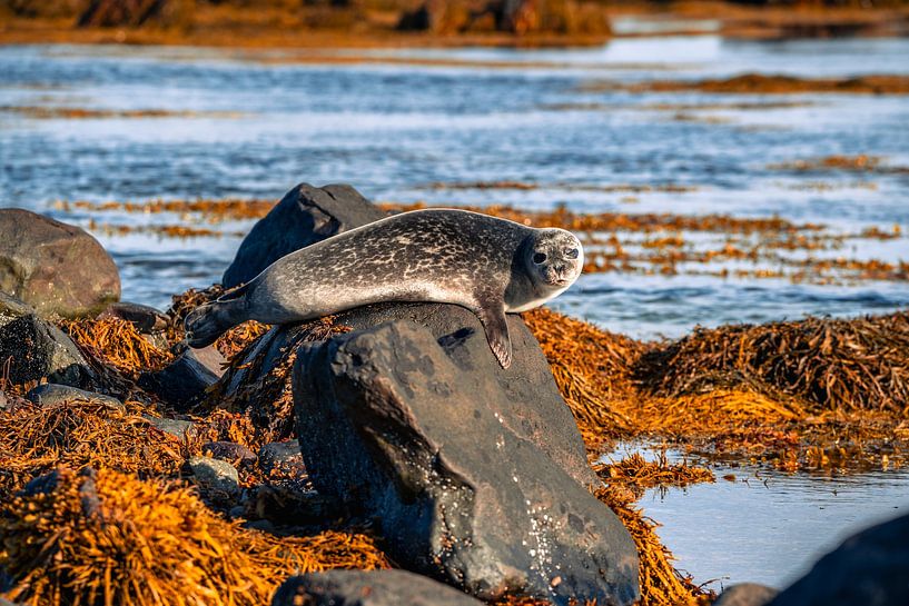 Seals on rocky beach of Iceland von Thilo Wagner