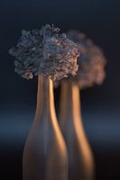 Still life of a hydrangea in warm colors