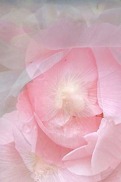 Roos roze van Marianna Pobedimova