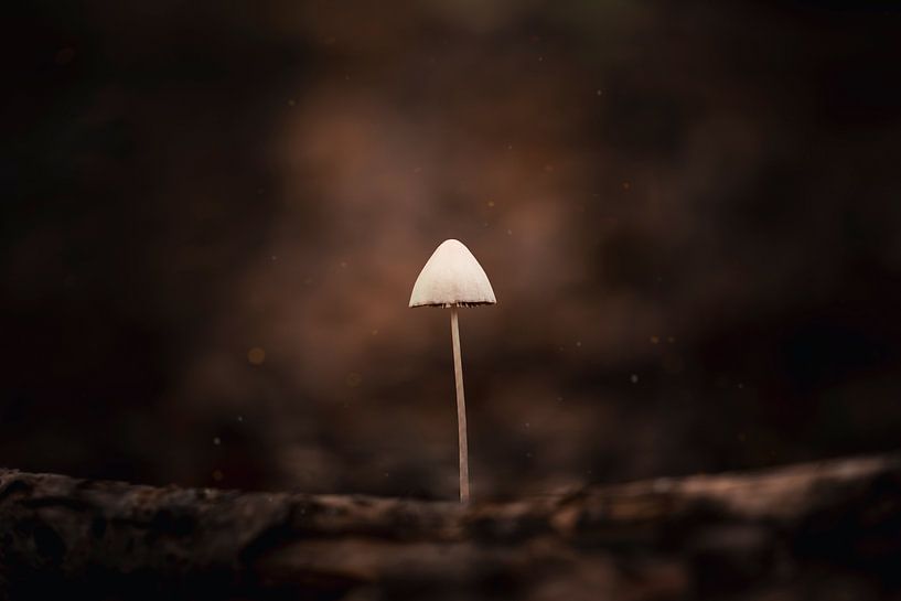 L'art de la simplicité dans la nature par Erwin Huizing