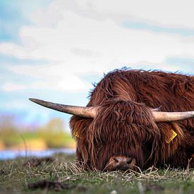 Lazy Scottish Highlander by Hans Oskam