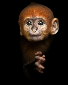 Baby Langoer aapje van Patrick van Bakkum