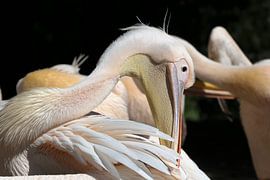 Pelikanen tegen een donkere achtergrond van Udo Herrmann