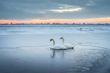 Zwanen in het ijs (winter 2021) van Rossum-Fotografie
