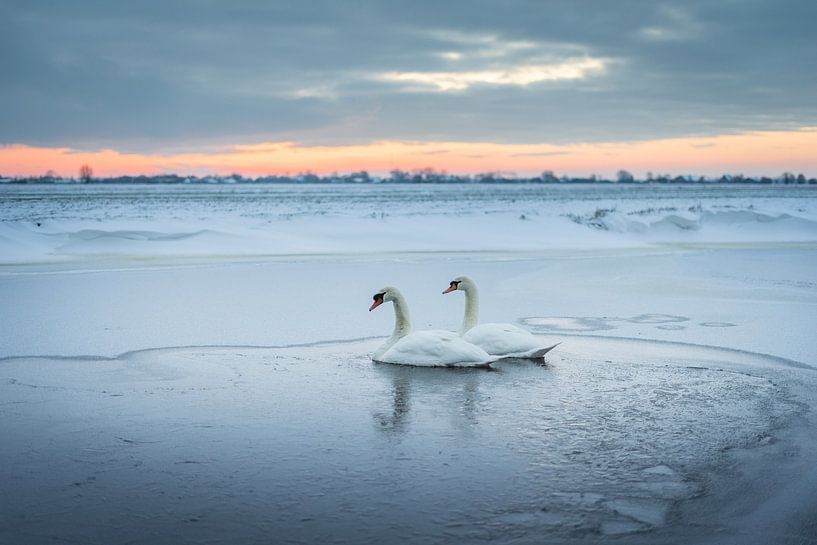 Swans in the ice (winter 2021) by Rossum-Fotografie