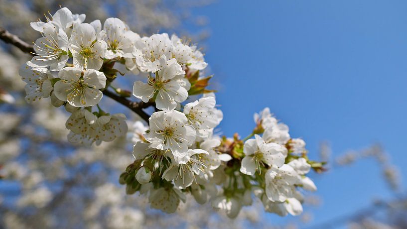 gros plan d'un cerisier japonais à fleurs blanches par Timon Schneider