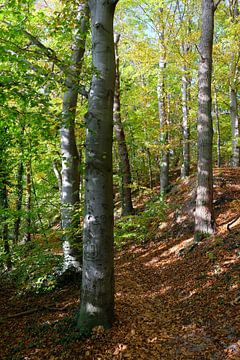 Herfstbos van Ostsee Bilder