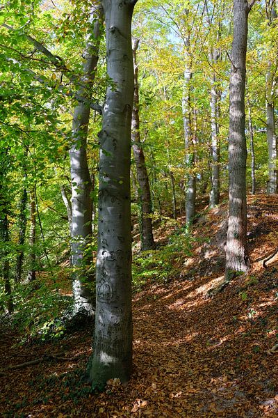Autumn forest by Ostsee Bilder