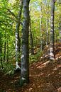 Autumn forest by Ostsee Bilder thumbnail