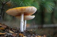 Fly agaric stacked