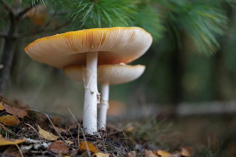 Fly agaric stacked by Memories for life Fotografie