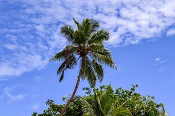 Palmbomen op tropische stranden in de Seychellen van MPfoto71