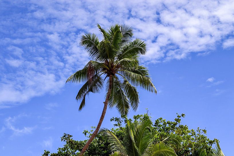 Palmen an tropischen Stränden  auf den Seychellen von MPfoto71