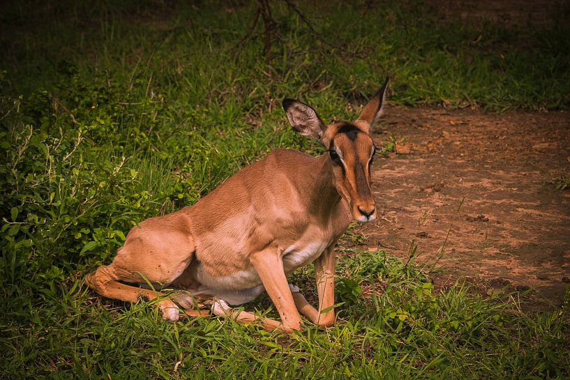 Impala, Zuid Afrika van Rob Reedijk