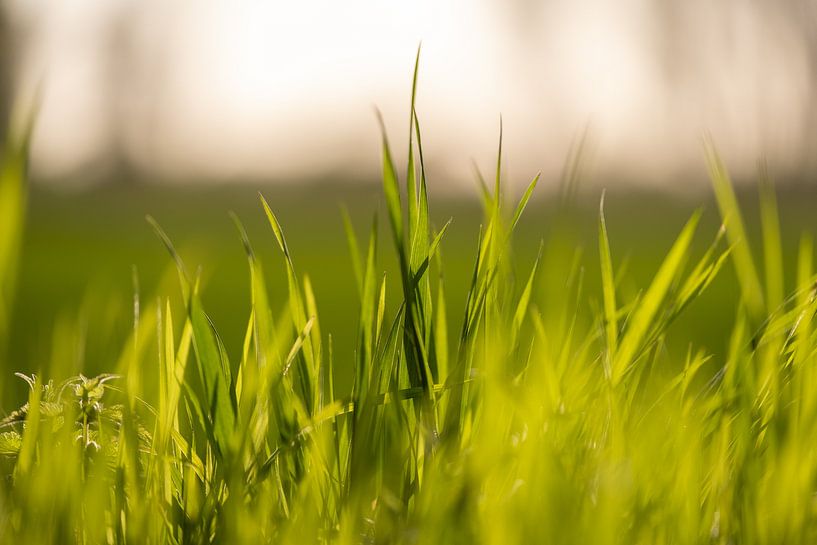 Grass par Florian Kampes
