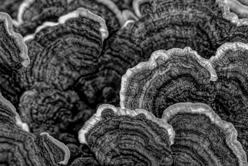 Marais et tronc d'arbre en noir et blanc. par Albert Beukhof