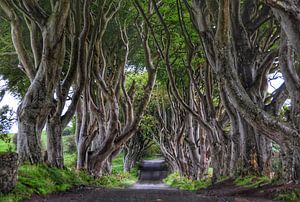 The Dark Hedges in Ballymoney, N. Ierland van Edward Boer