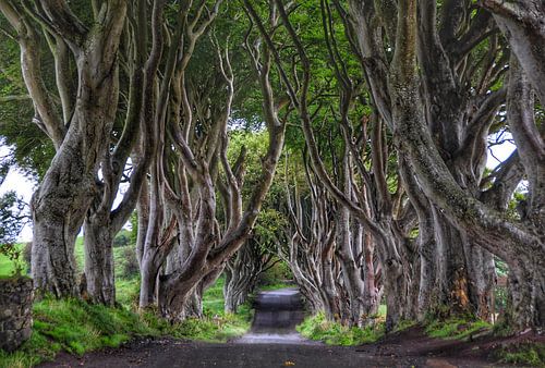 The Dark Hedges in Ballymoney, N. Ierland