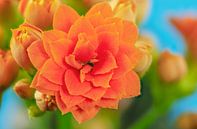 Orange Kalanchoe flower by ManfredFotos thumbnail