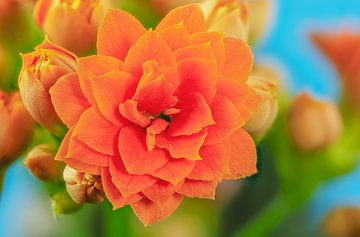 Orange Kalanchoe flower by ManfredFotos