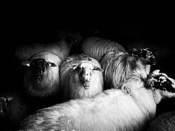 sheep by Lex Schulte