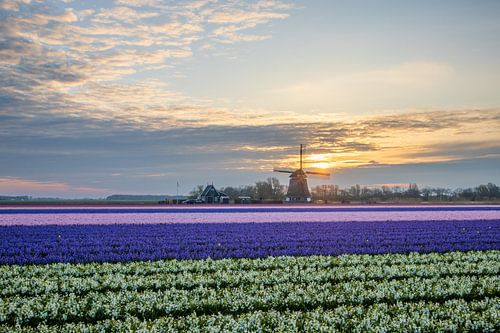 Molen tussen hyacintenvelden bij zonsopkomst