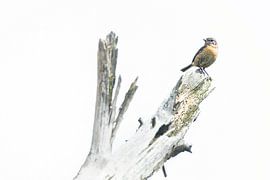 Stonechat on whimsical trunk