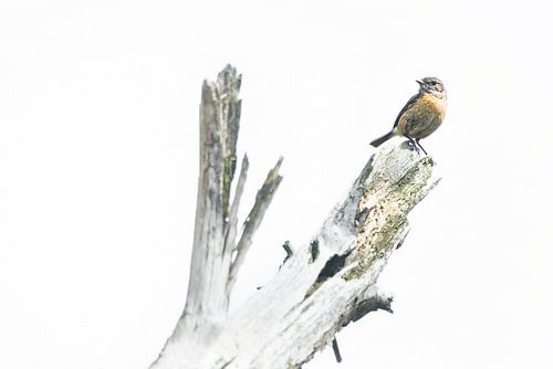 Roodborsttapuit op grillige stam
