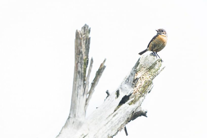 Stonechat on whimsical trunk by Danny Slijfer Natuurfotografie