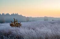 Heath landscape at sunrise by Evelyne Renske thumbnail