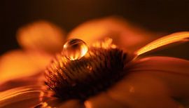 Bloemen met zonsondergang