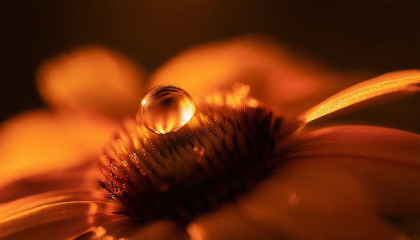 Flowers with sunset by Mustafa Kurnaz