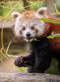 Roter Panda genießt Bambus von Triki Photography