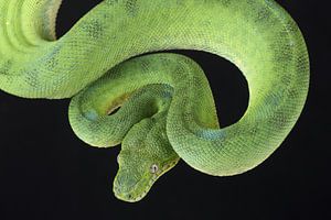 Boa vert à tête de chien (Corallus caninus)