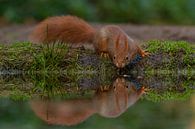 Eichhörnchen, das in den Spiegel schaut von Miranda Rijnen Fotografie Miniaturansicht