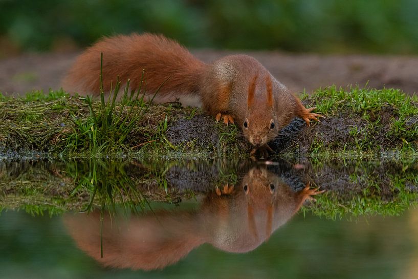 Eichhörnchen, das in den Spiegel schaut von Miranda Rijnen Fotografie
