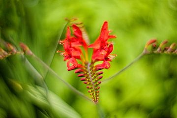 alien flower