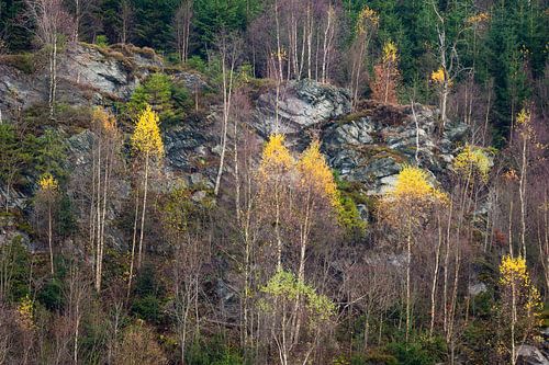 herfstkleuren op een rotswand