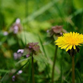 Strahlender Löwenzahn von Wouter van der Pluym