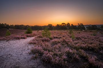 Sunrise at Brunssummerheide / Heather landscape van Maurice Meerten