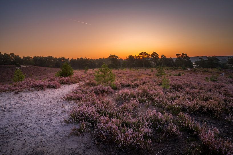 Sonnenaufgang an der Brunssummerheide / Heidekrautlandschaft von Maurice Meerten